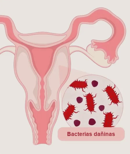 Animación: bacterias dañinas y lactobacilos